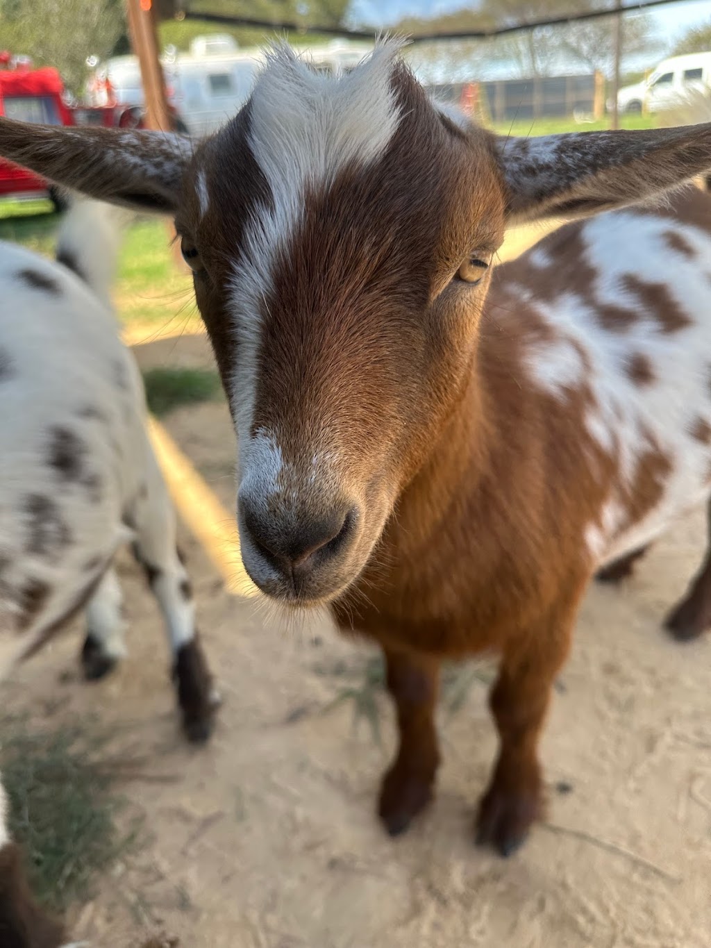 The Beer Garden at Blue Heron Farm | restaurant | 29625 Bunting Rd, Waller, TX 77484, USA | 7134780799 OR +1 713-478-0799