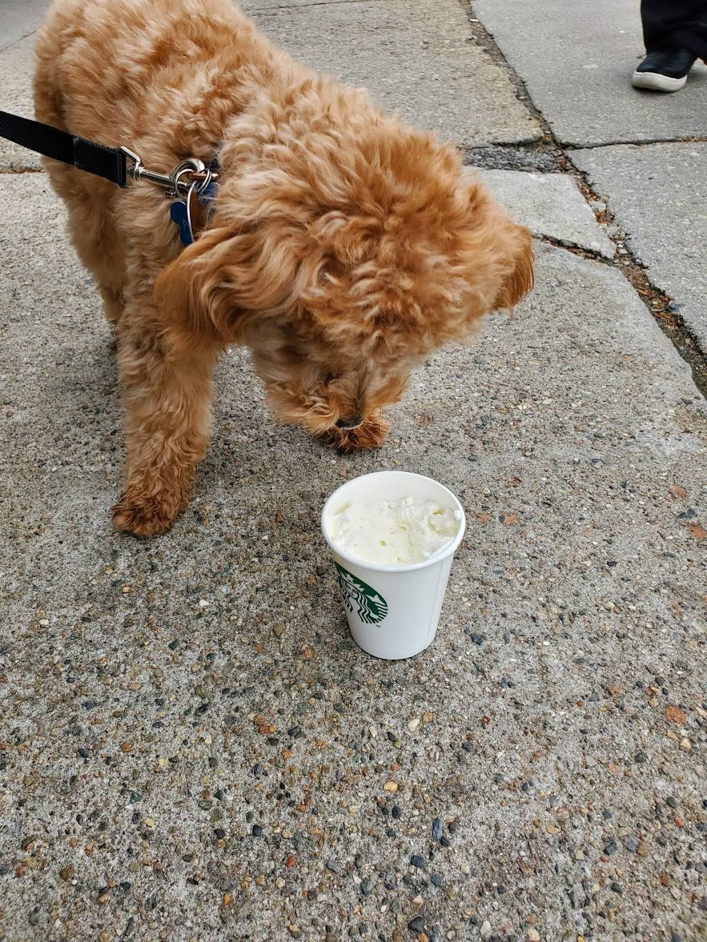 Starbucks | cafe | 910 Highland Ave, Needham, MA 02494, USA | 7814446234 OR +1 781-444-6234