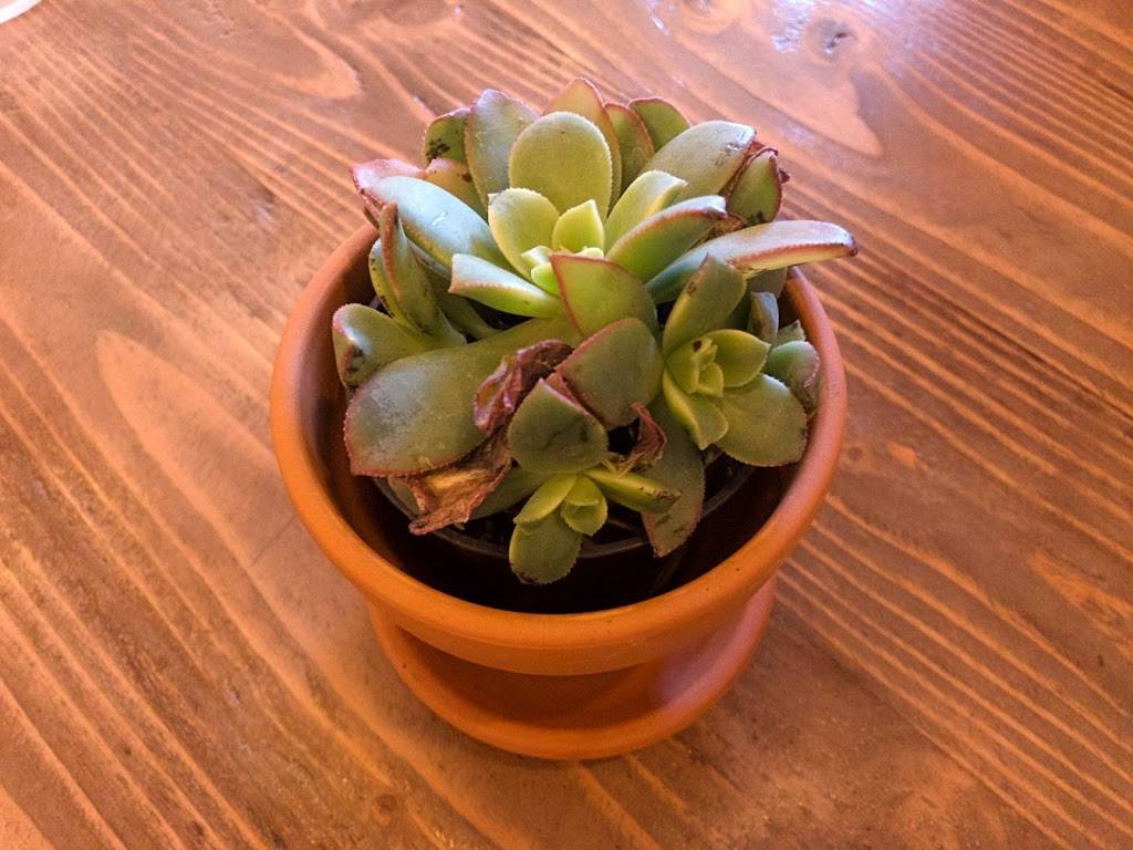 House Of Shah Afghan Urban Eats | restaurant | 538 Main St, Woodland, CA 95695, USA | 5306656516 OR +1 530-665-6516