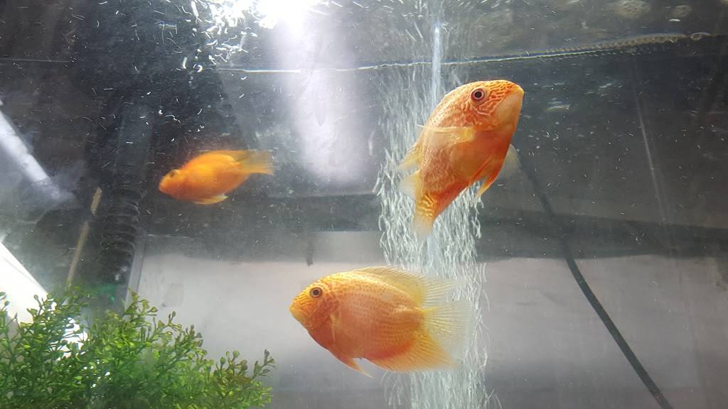 Spring Garden | restaurant | 8706 5th Ave, Brooklyn, NY 11209, USA | 7189215252 OR +1 718-921-5252