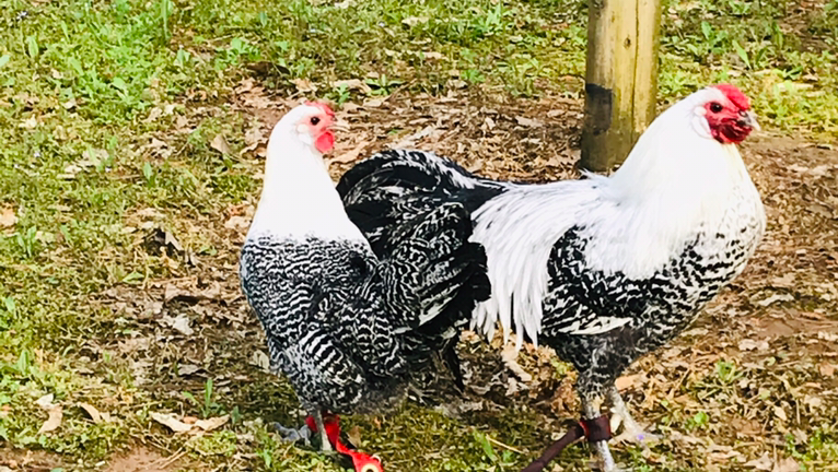 Bresse Farms | restaurant | 1953 MS-345, Pontotoc, MS 38863, USA | 6628715789 OR +1 662-871-5789