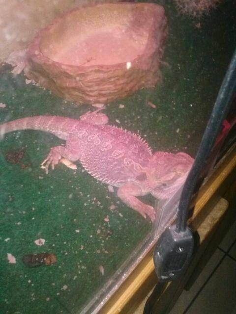 Monsters Pizza | restaurant | 637 Sand Ridge Rd, Hubert, NC 28539, USA | 9103268888 OR +1 910-326-8888