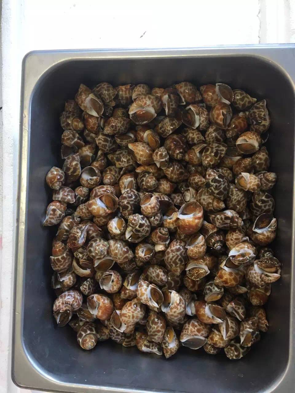 WILD ATLANTIC SEAFOOD | restaurant | 622 Cassat Ave, Jacksonville, FL 32205, USA | 9045517595 OR +1 904-551-7595