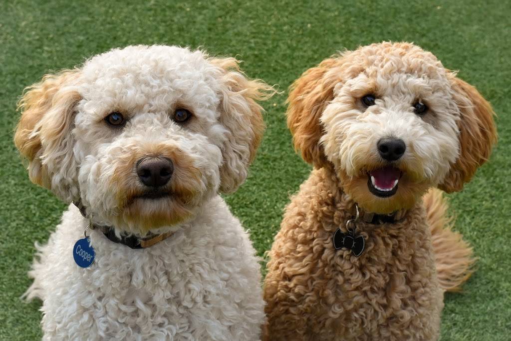 Town and Country Pet Care Center | restaurant | 393 Langhorne Ave, Langhorne, PA 19053, USA | 2157523661 OR +1 215-752-3661