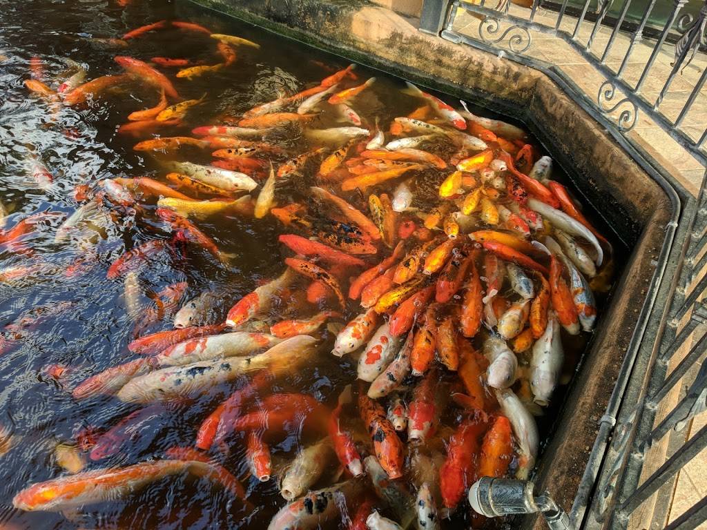 China Bear | restaurant | 12755 Southwest Fwy, Stafford, TX 77477, USA | 2812408388 OR +1 281-240-8388