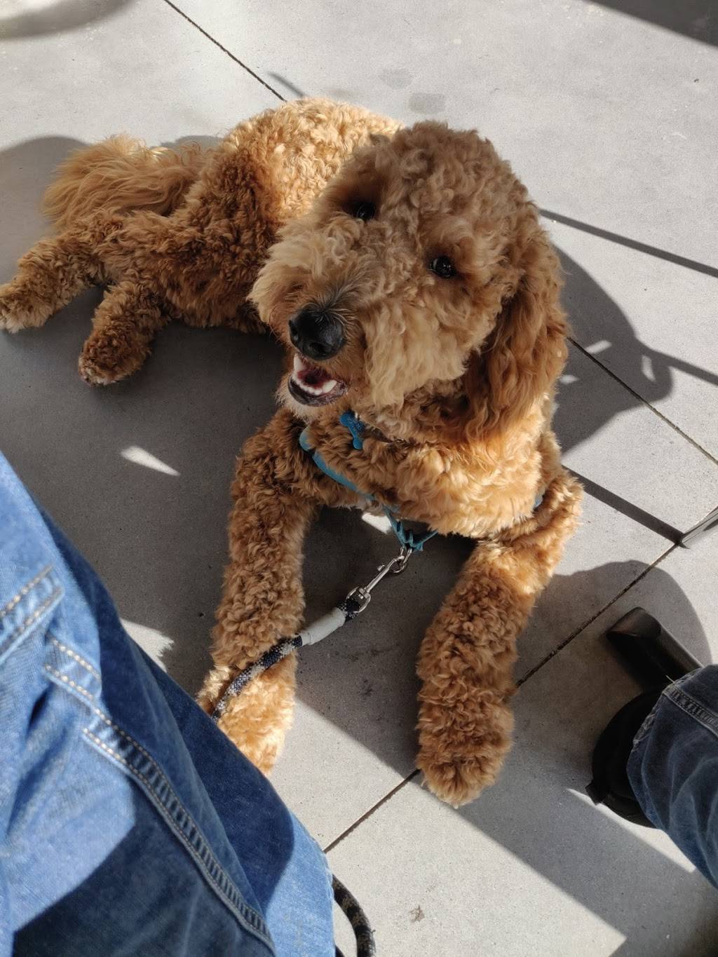 Everbowl | restaurant | 1646 San Elijo Rd S #107, San Marcos, CA 92078, USA | 7607182830 OR +1 760-718-2830