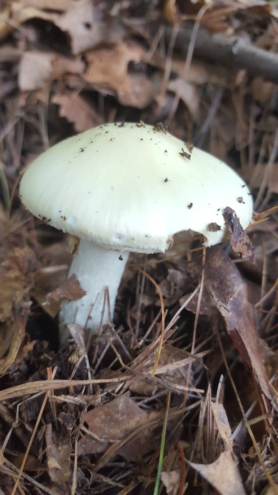 Chuan Shabu | restaurant | 301 Park Ave, Worcester, MA 01609, USA | 5087629213 OR +1 508-762-9213