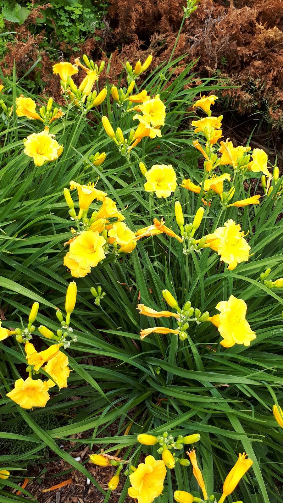 Subway | restaurant | 544 Avenue Ampère, Laval, QC H7N 5H6, Canada | 4509752227 OR +1 450-975-2227