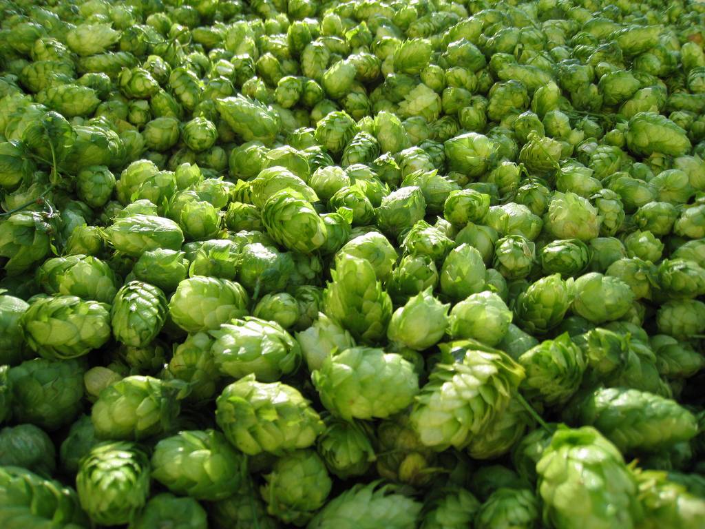 Kaiser Brewing Company | restaurant | 1607 Hawthorne St, Forest Grove, OR 97116, USA | 5034129628 OR +1 503-412-9628