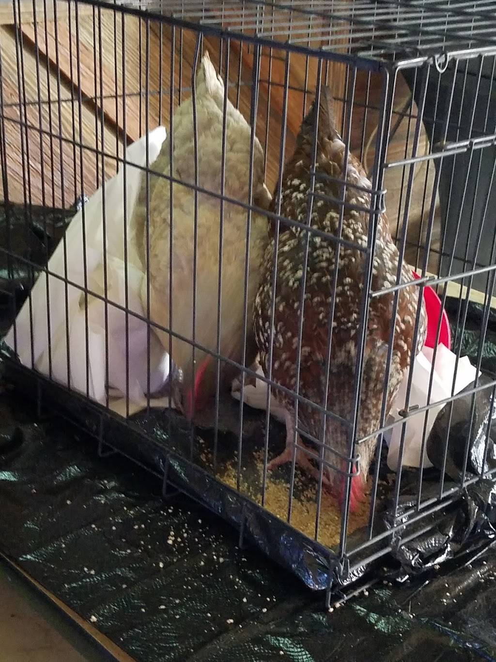 Luensmanns Icehouse and Grill | restaurant | 8810 FM 775, New Berlin, TX 78155, USA | 8304202400 OR +1 830-420-2400