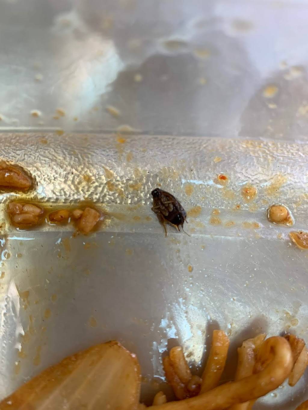 Mekong Chinese Restaurant | meal delivery | 18073 S Dixie Hwy, Miami, FL 33157, USA | 3052383500 OR +1 305-238-3500