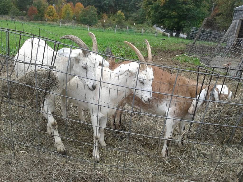 Schultz Farm and Barnside Cafe | cafe | 163 Maple Ave, Rutland, MA 01543, USA | 7742340405 OR +1 774-234-0405