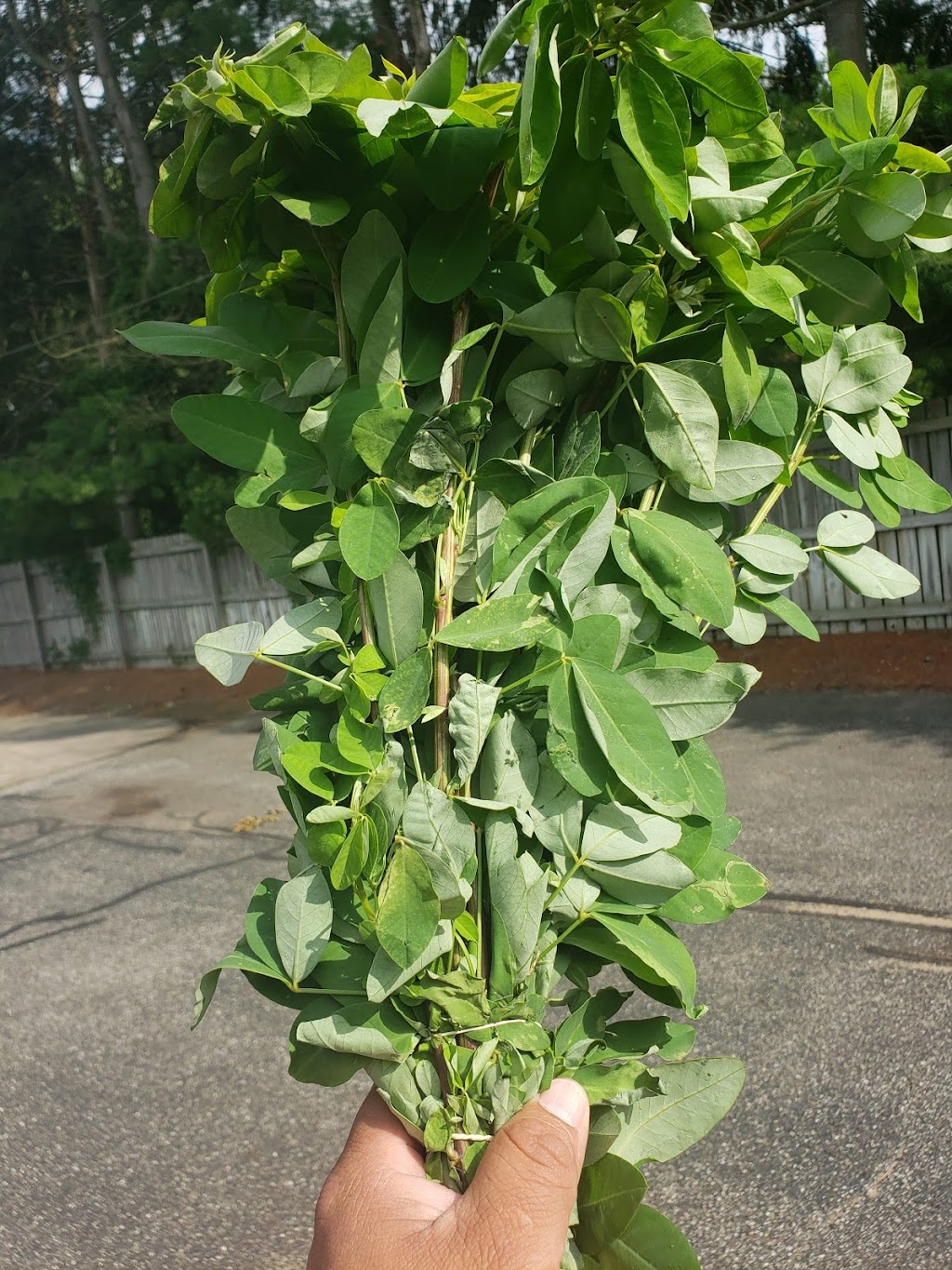 MI POBLANITA #2 | restaurant | 922 E Lincoln Ave, Goshen, IN 46528, USA | 7739992717 OR +1 773-999-2717