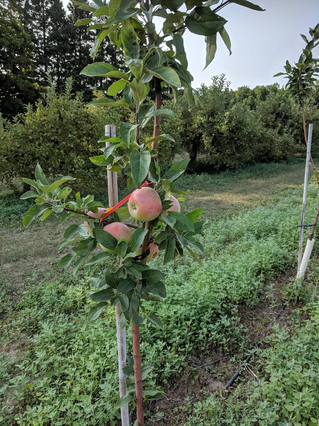 Knaebes Mmmunchy Krunchy Apple Farm | bakery | 2621 S Karsten Rd, Rogers City, MI 49779, USA | 9893517868 OR +1 989-351-7868