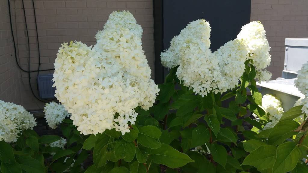 Dairy Queen Grill & Chill | restaurant | 808 Vann Dr, Jackson, TN 38305, USA | 7317361139 OR +1 731-736-1139