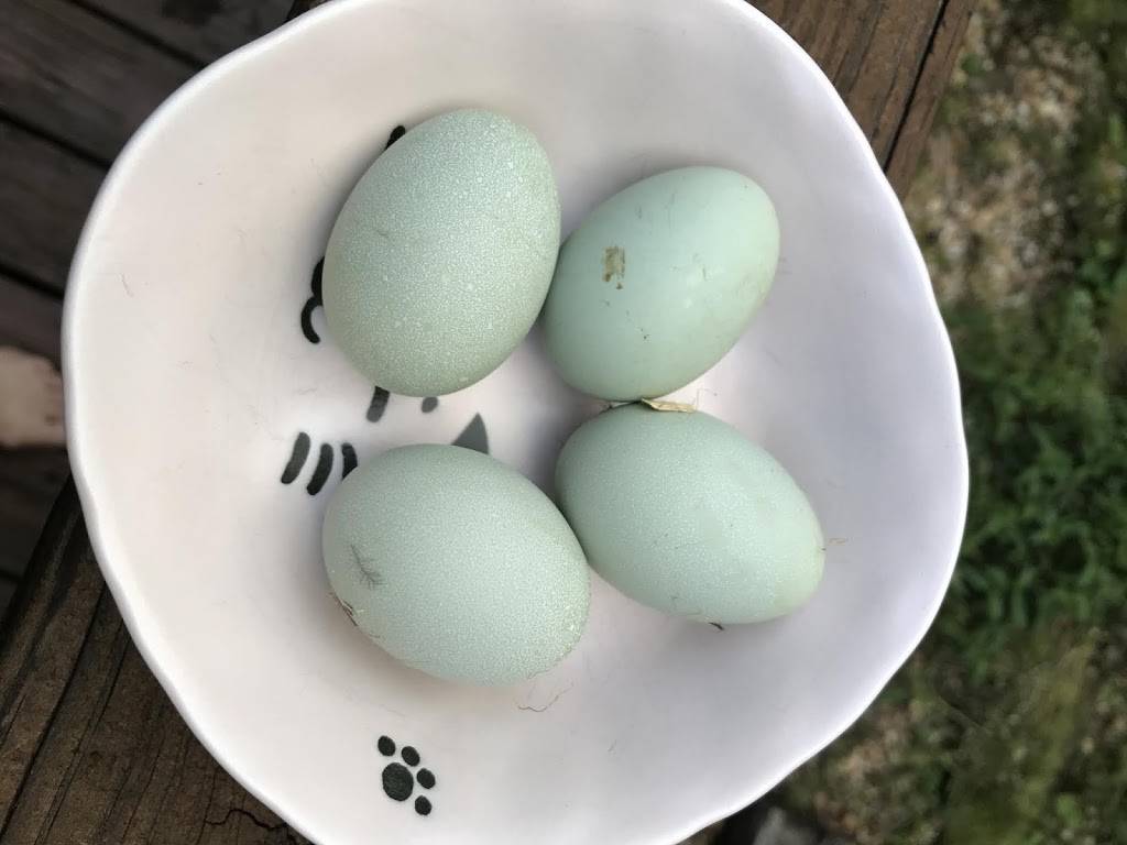 Alchemist Farm | restaurant | 3244 Gravenstein Hwy N, Sebastopol, CA 95472, USA | 7073362202 OR +1 707-336-2202