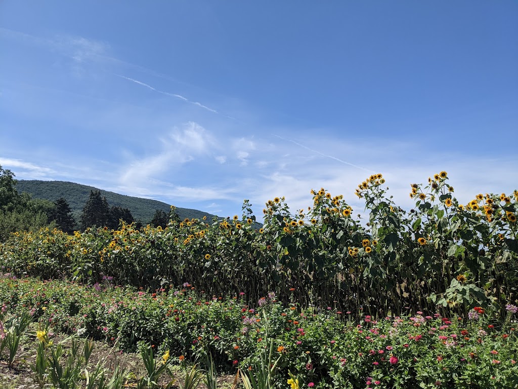 Jones Farm | bakery | 190 Angola Rd, Cornwall, NY 12518, USA | 8455344445 OR +1 845-534-4445