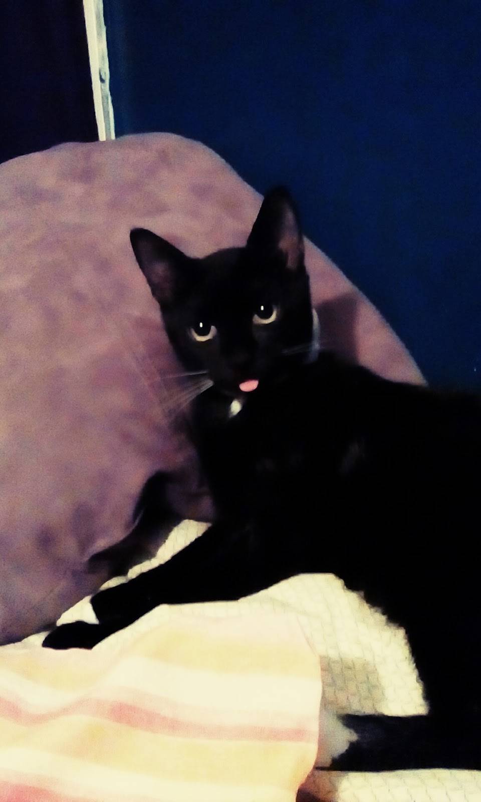 Waylons Family Restaurant | restaurant | 77 E Oak St, McRae-Helena, GA 31055, USA | 2298682590 OR +1 229-868-2590