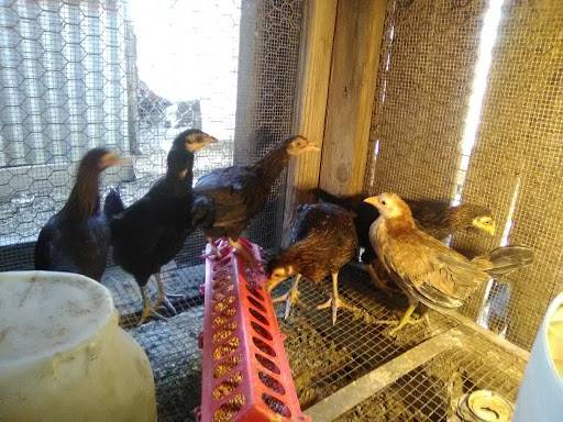 Backyard Brawlers Game Farm | restaurant | 7574 County Rd 4084, Scurry, TX 75158, USA | 4693679023 OR +1 469-367-9023