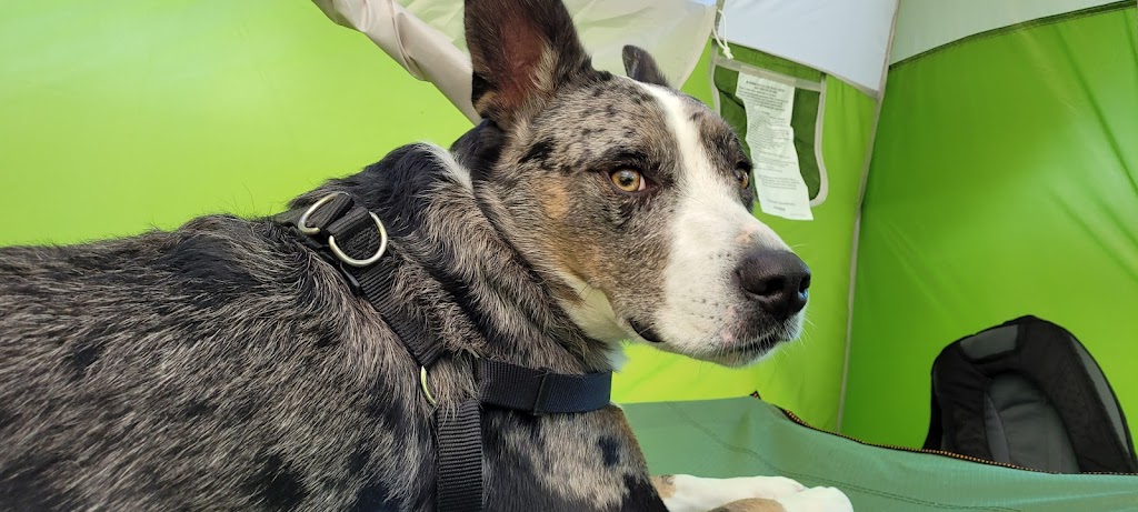 Kaisers Food Truck | restaurant | 1131 Fort Worth Dr, Denton, TX 76205, USA | 5127735110 OR +1 512-773-5110