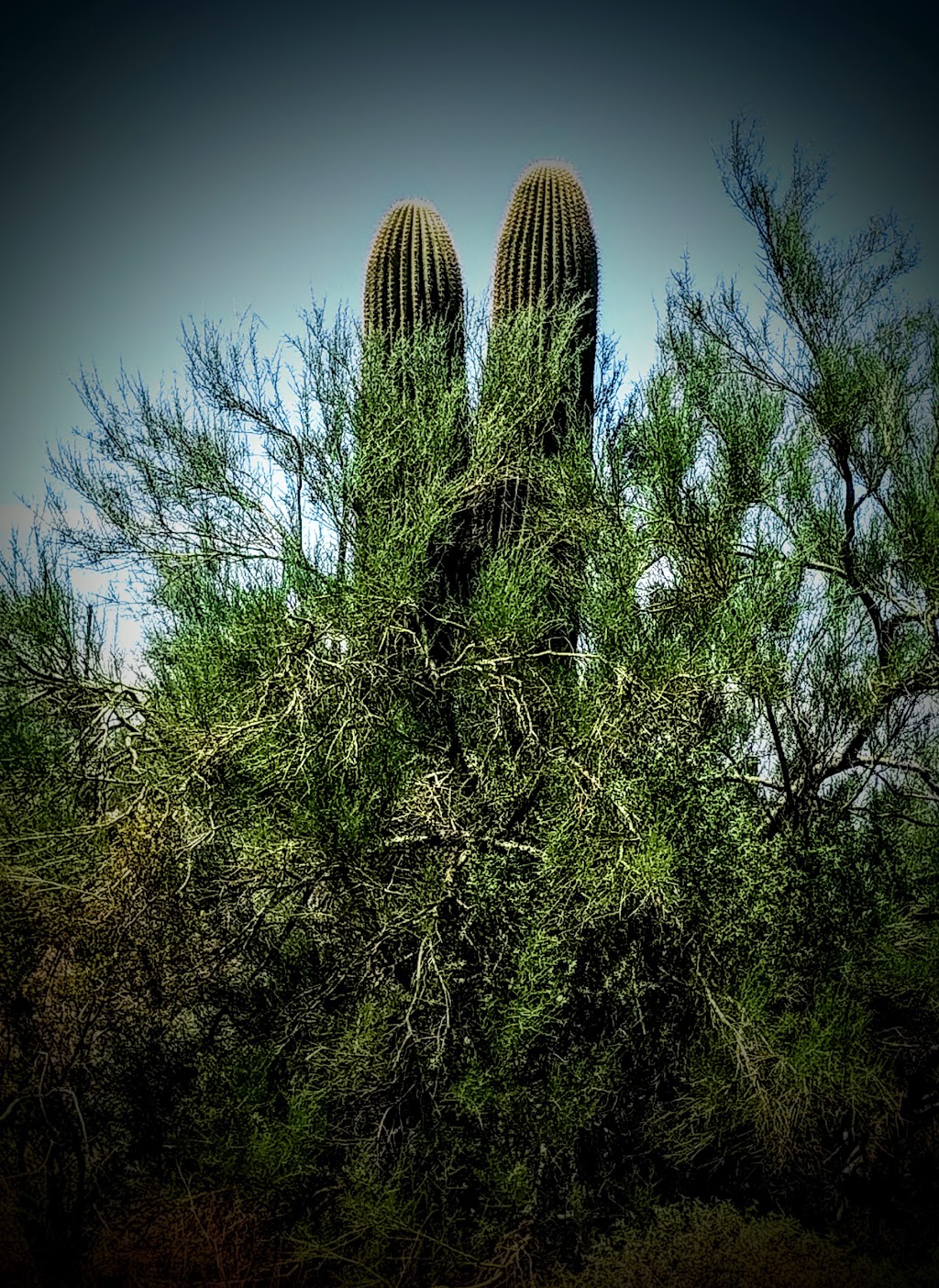 Shell | restaurant | 16543 E, 16543 Camino Adelante, Picacho, AZ 85141, USA | 5204667787 OR +1 520-466-7787