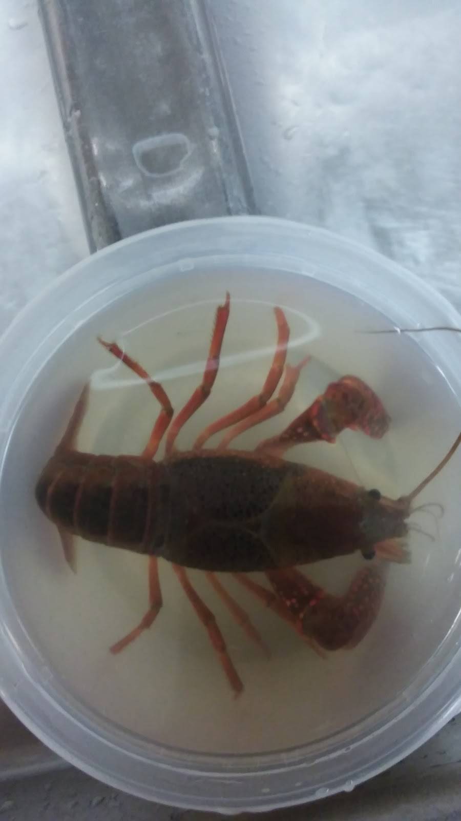 China Star | restaurant | 113 Cumberland St, Bogalusa, LA 70427, USA | 9857358886 OR +1 985-735-8886