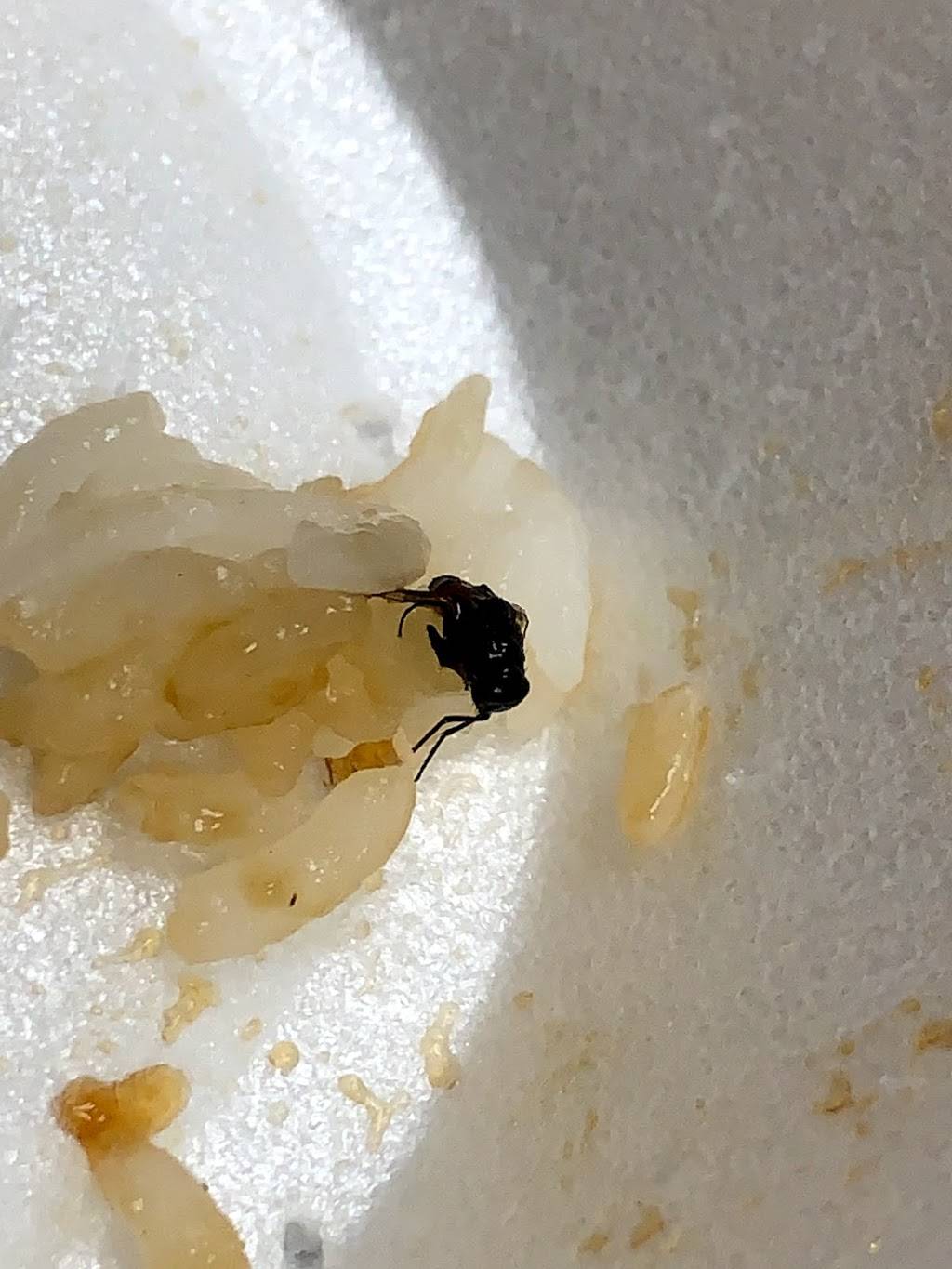 Yoshis Fresh Asian Grill | restaurant | 12202 N Cave Creek Rd, Phoenix, AZ 85022, USA | 6024854236 OR +1 602-485-4236