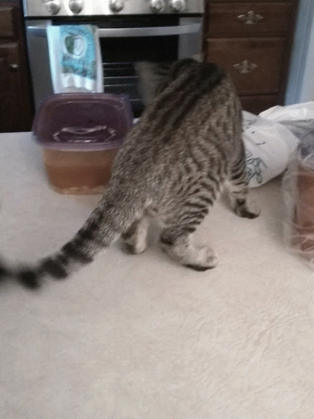 Asia Taste Restaurants | restaurant | 637 Lowell St, Peabody, MA 01960, USA | 9785362860 OR +1 978-536-2860