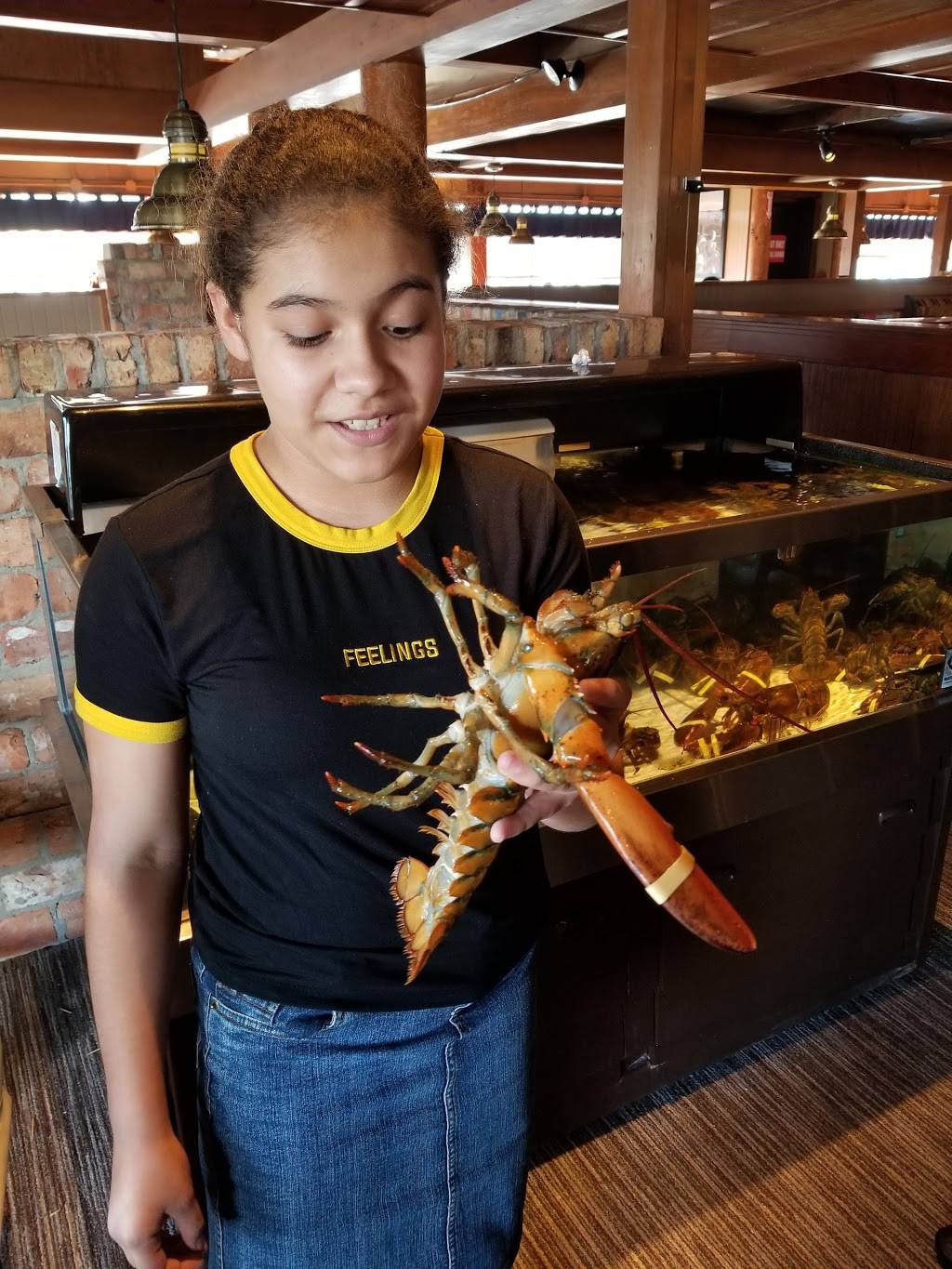 Red Lobster | restaurant | 302 FM 1960, Houston, TX 77090, USA | 2814406028 OR +1 281-440-6028