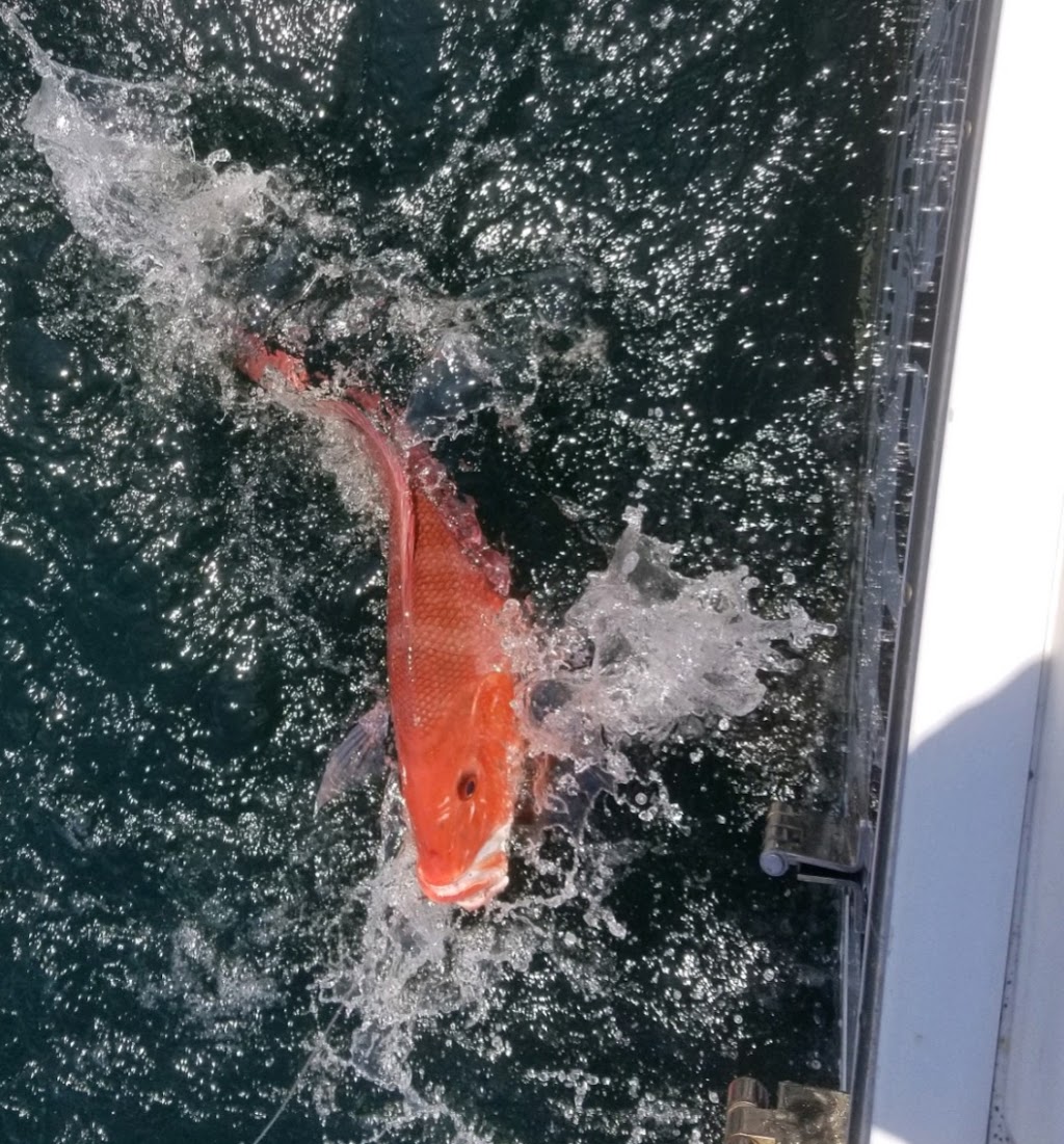 Bama Breeze Charters | restaurant | 650 Lemoyne Dr, Dauphin Island, AL 36528, USA | 2514021890 OR +1 251-402-1890