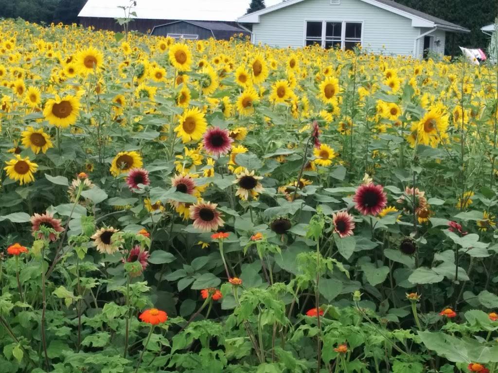 J. M. Pasiecnik Farm Stand & 5J Creamery | restaurant | 207 River Rd, South Deerfield, MA 01373, USA | 4136650404 OR +1 413-665-0404