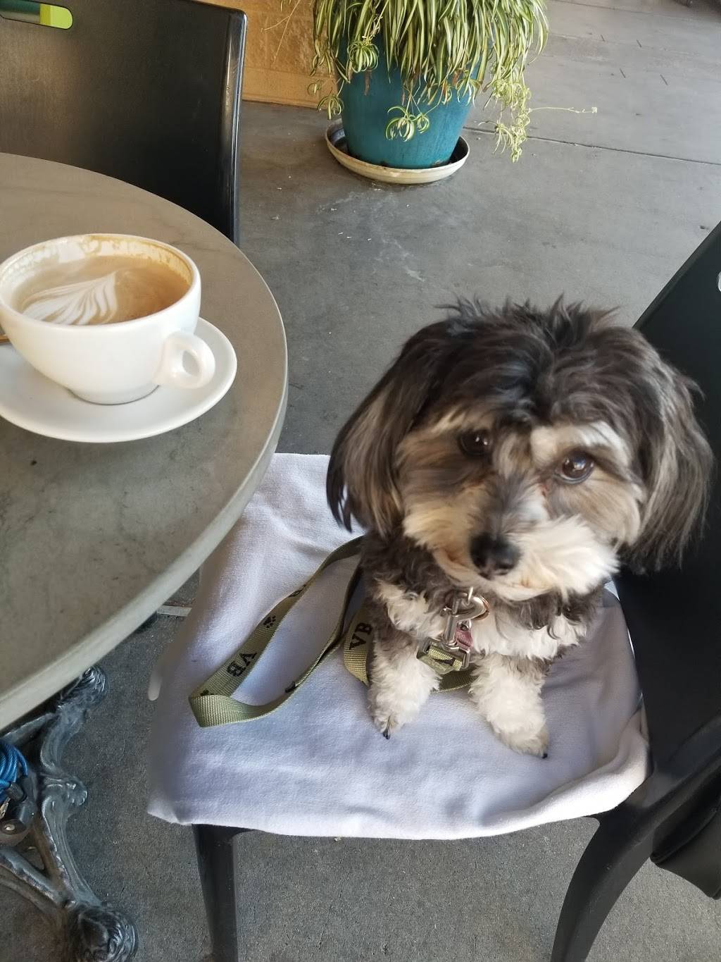 Le Buzz | bakery | 9121 E Tanque Verde Rd #125, Tucson, AZ 85749, USA | 5207493903 OR +1 520-749-3903