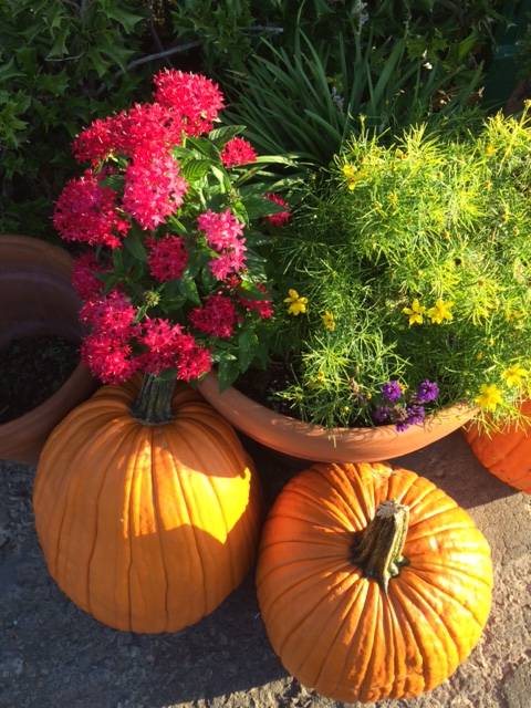 Legends Restaurant | restaurant | 1313 W Lindsey St, Norman, OK 73069, USA | 4053298888 OR +1 405-329-8888