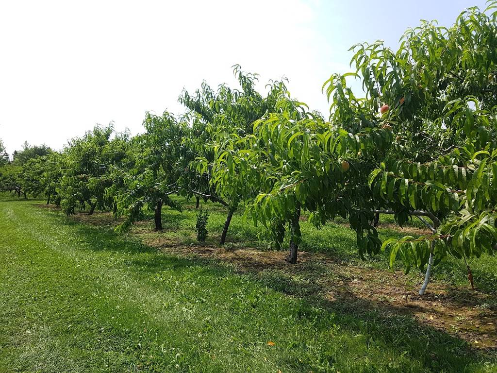 Mings Garden | restaurant | 4630 Victoria Ave, Vineland Station, ON L0R 2E0, Canada | 9055626888 OR +1 905-562-6888