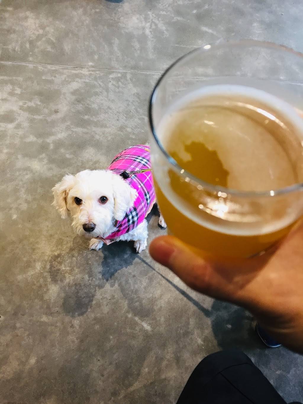 Russian River Brewing Company | restaurant | 700 Mitchell Ln, Windsor, CA 95492, USA | 7075452337 OR +1 707-545-2337