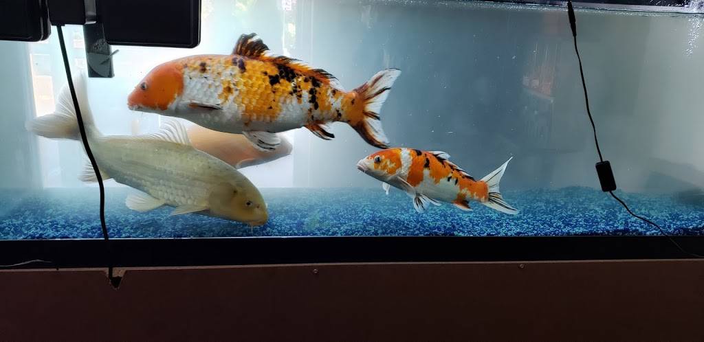 Than Brothers | restaurant | 500 SE Everett Mall Way a1, Everett, WA 98208, USA | 4253538906 OR +1 425-353-8906