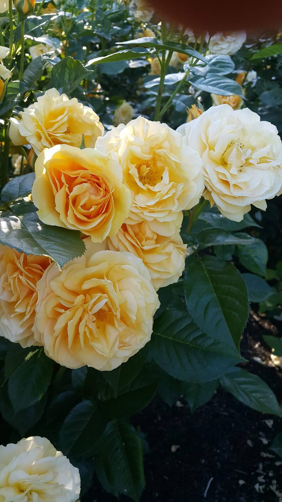 Burrito Amigos | restaurant | 1333 W 6th Ave, Eugene, OR 97402, USA | 5413389190 OR +1 541-338-9190