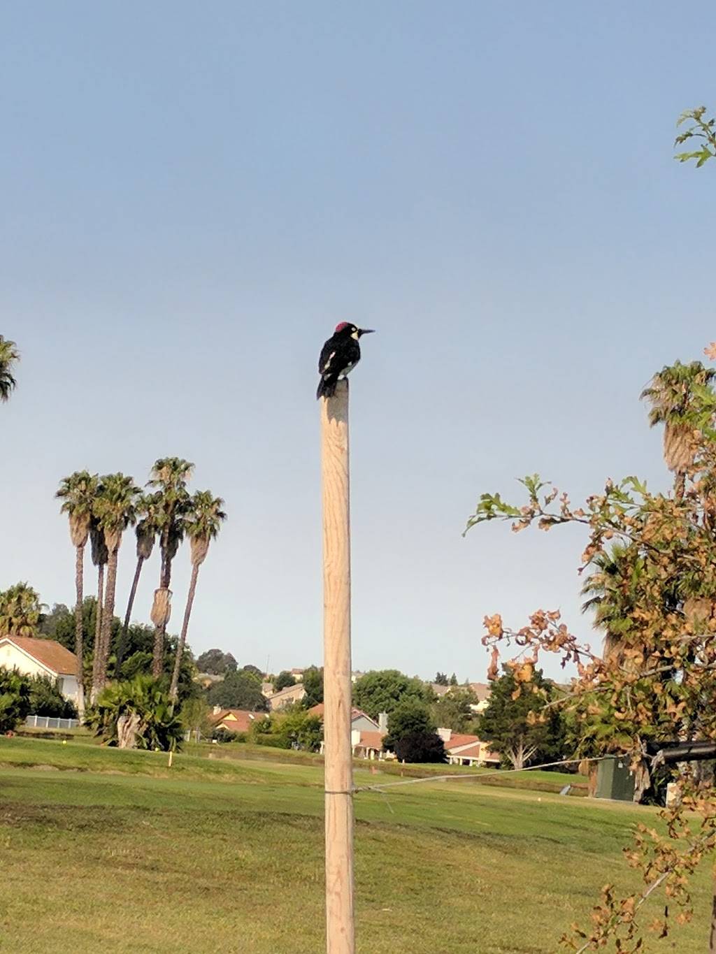 Paso Robles Golf Club | restaurant | 1600 Country Club Dr, Paso Robles, CA 93446, USA | 8052384722 OR +1 805-238-4722