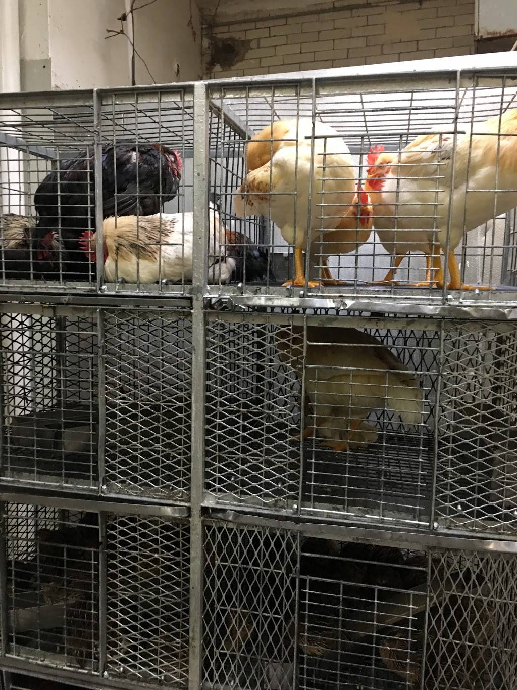 Astoria Live Chicken & Meat Market | restaurant | 3137 20th Ave, Astoria, NY 11105, USA | 7187777249 OR +1 718-777-7249