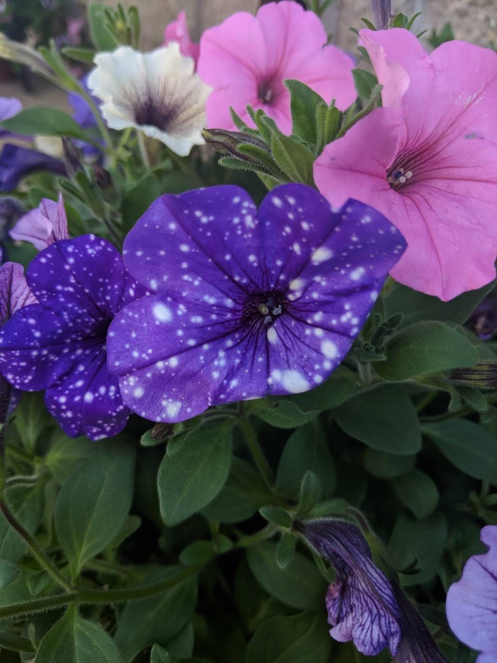 Barre Country Diner & Uptown Pizzeria | restaurant | W4007 County Rd O, West Salem, WI 54669, USA | 6087860665 OR +1 608-786-0665