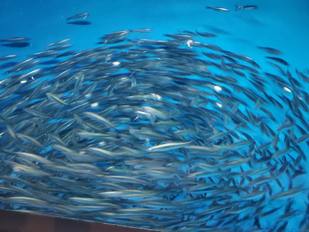 Fire Wings Florin Rd. | restaurant | 6013 Florin Rd #200, Sacramento, CA 95823, USA | 9162469968 OR +1 916-246-9968