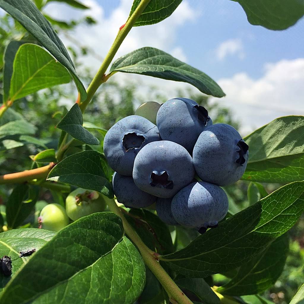 Dawsons Orchards, Inc. | restaurant | 122 Petersburg Rd, Enon Valley, PA 16120, USA | 7246677719 OR +1 724-667-7719