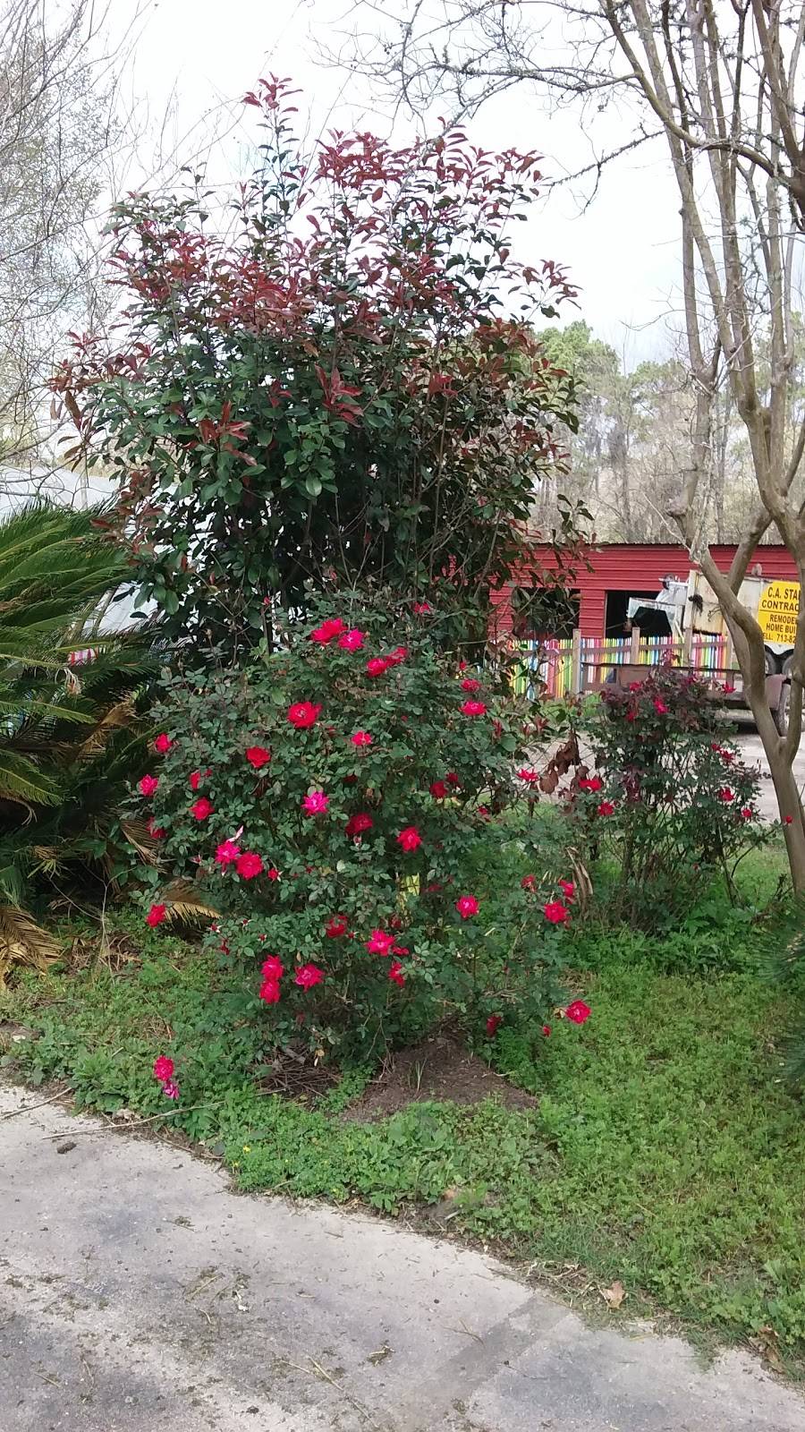 Z Z Gator Cove | restaurant | 733 Hamblen Rd, Kingwood, TX 77339, USA | 2813592200 OR +1 281-359-2200