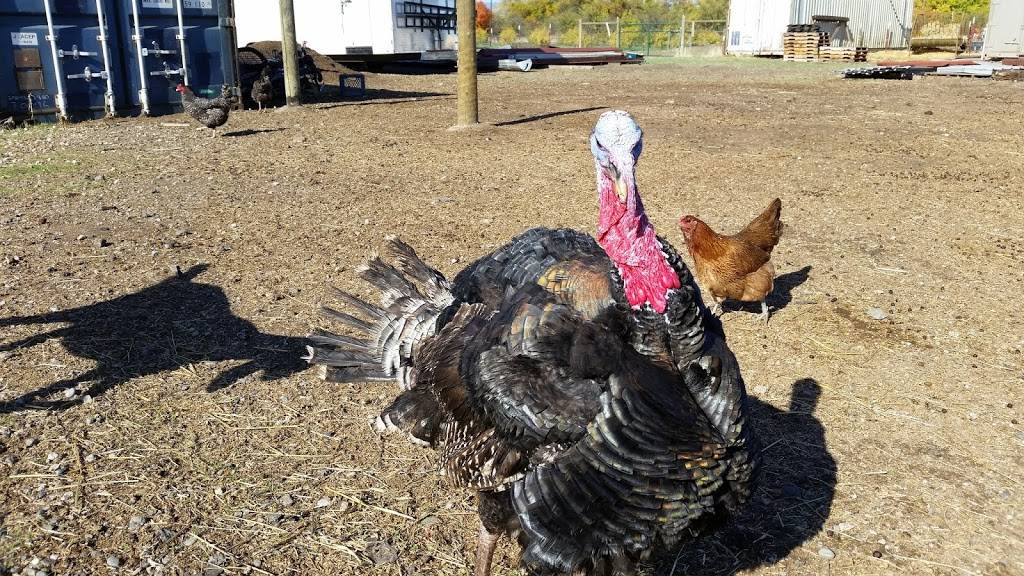 Lockewood Acres | restaurant | 7781 Locke Rd, Vacaville, CA 95688, USA | 7076240831 OR +1 707-624-0831