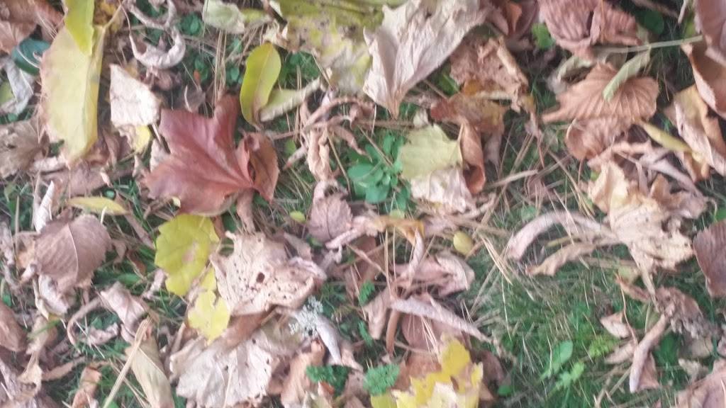 Halibut Queen | restaurant | 260 The Queensway S, Keswick, ON L4P 2B1, Canada | 9055356666 OR +1 905-535-6666