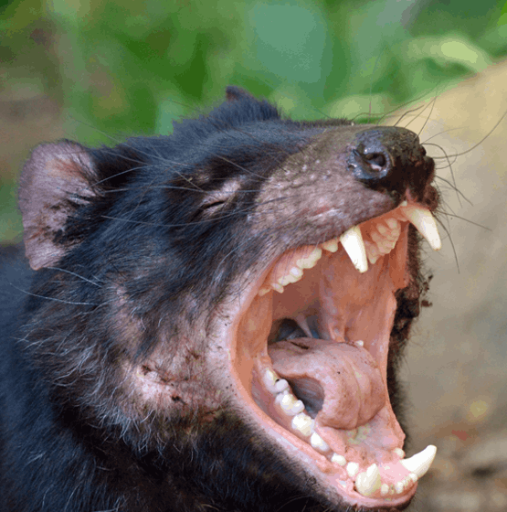 Subway | restaurant | 102 E Arapaho Rd, Richardson, TX 75081, USA | 9722356813 OR +1 972-235-6813