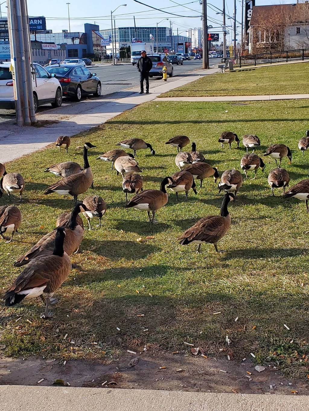 Delta Bingo & Gaming | restaurant | 1868 Wilson Ave, North York, ON M9M 1A5, Canada | 4167471888 OR +1 416-747-1888