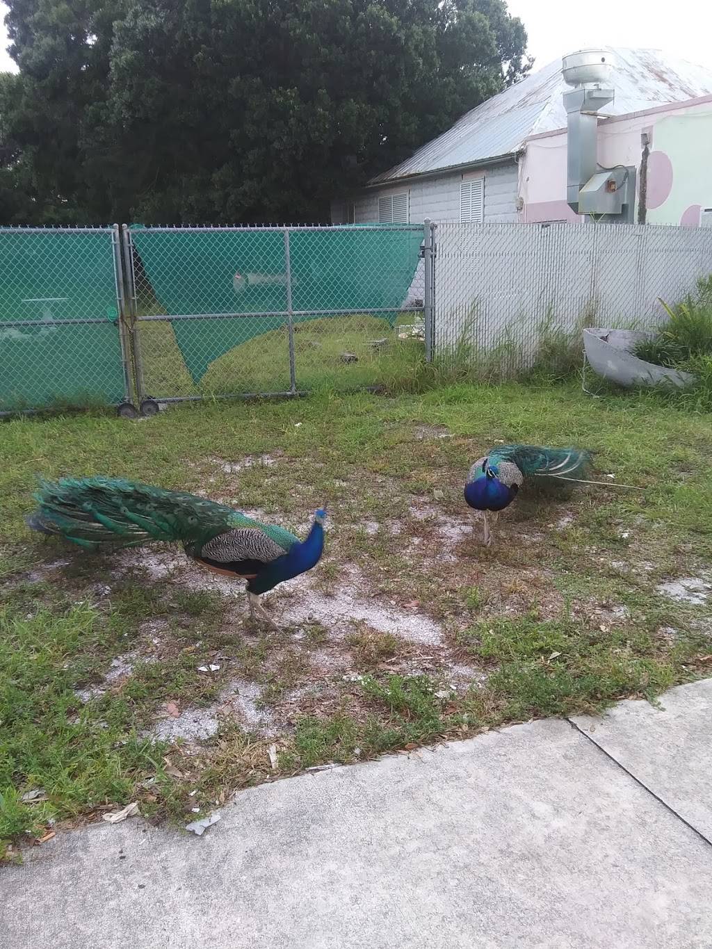 Septentrion Market & Restaurant | restaurant | 725 Orange Ave, Fort Pierce, FL 34950, USA | 7728821557 OR +1 772-882-1557