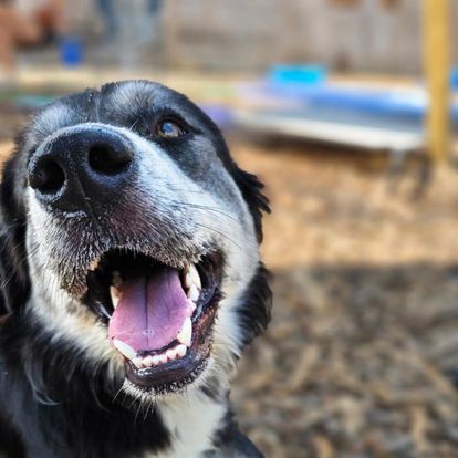 Hops & Hounds | restaurant | 317 Belgrade Rd, Oak Ridge, TN 37830, USA | 8656598534 OR +1 865-659-8534