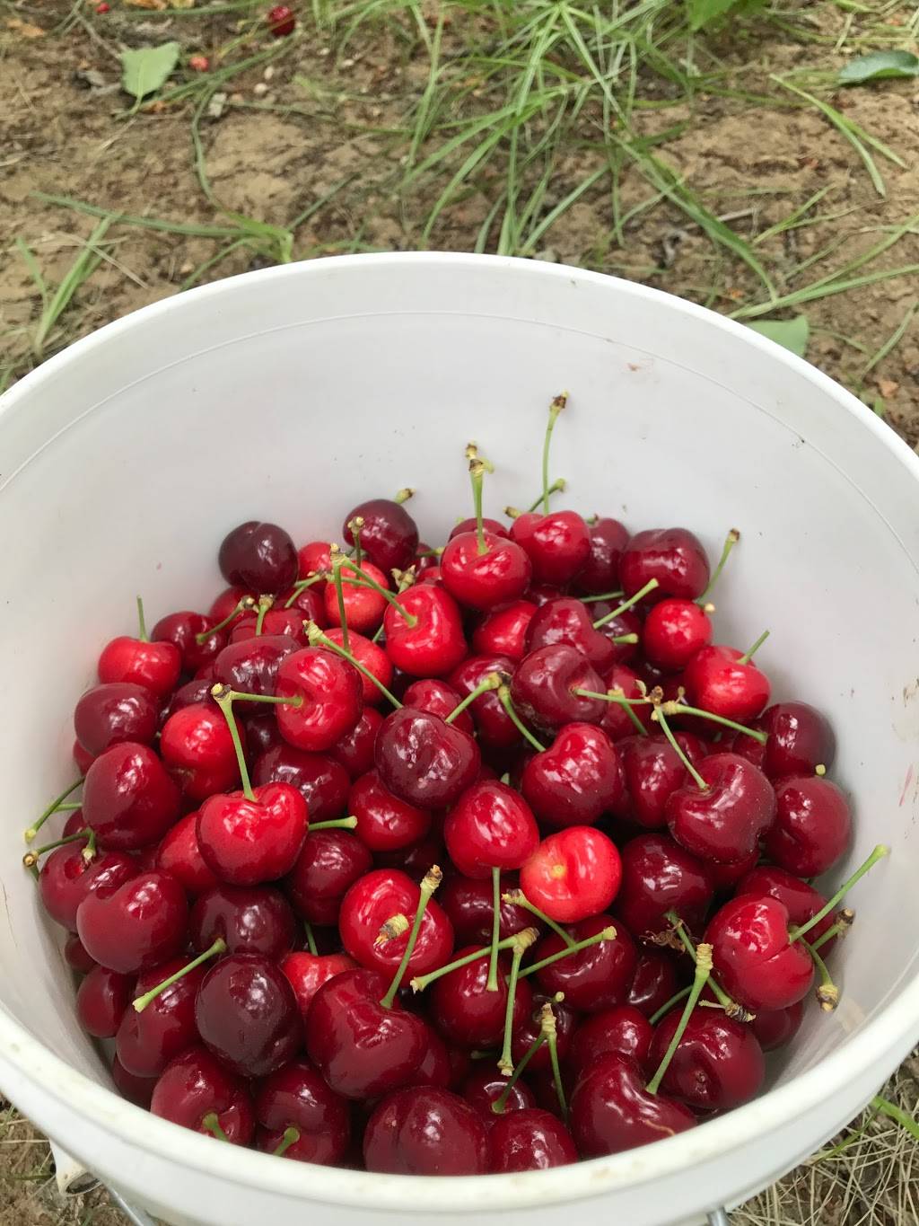 Cool Spot | bakery | 390 W Country Club Dr b, Brentwood, CA 94513, USA | 9256267142 OR +1 925-626-7142